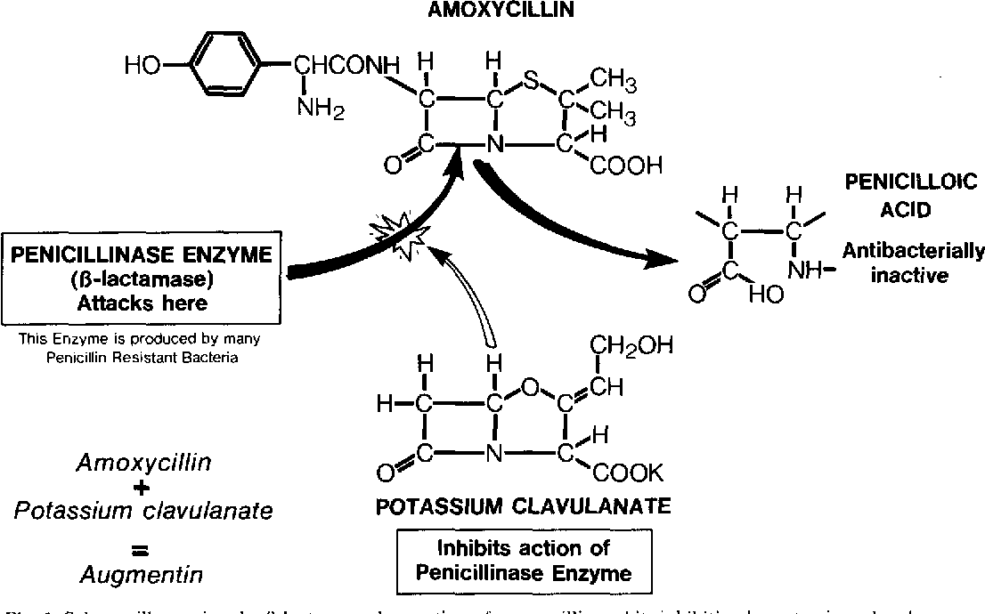 Amoxicillin Mg The Proven Mechanism Of Action And All Indications