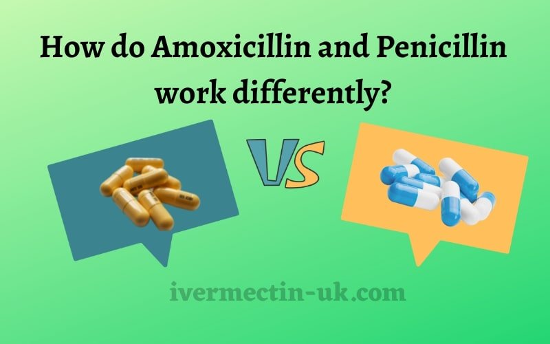 Amoxicillin and Penicillin